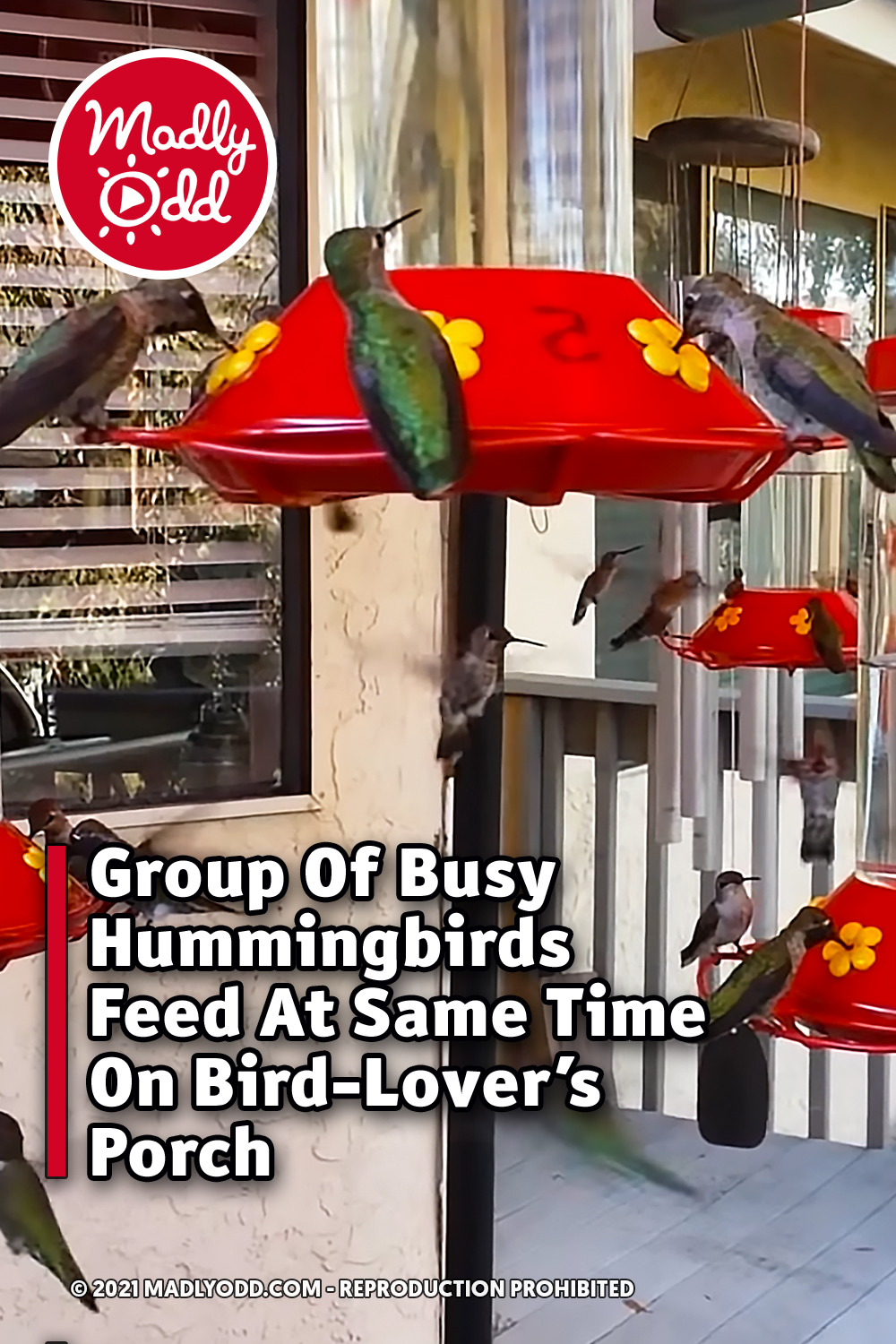 Group Of Busy Hummingbirds Feed At Same Time On Bird-Lover’s Porch