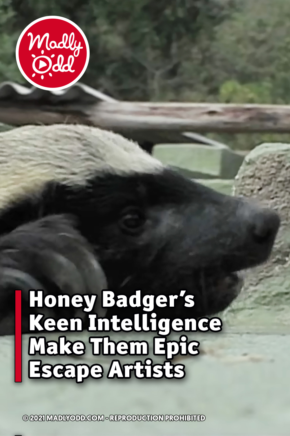 Honey Badger\'s Keen Intelligence Make Them Epic Escape Artists