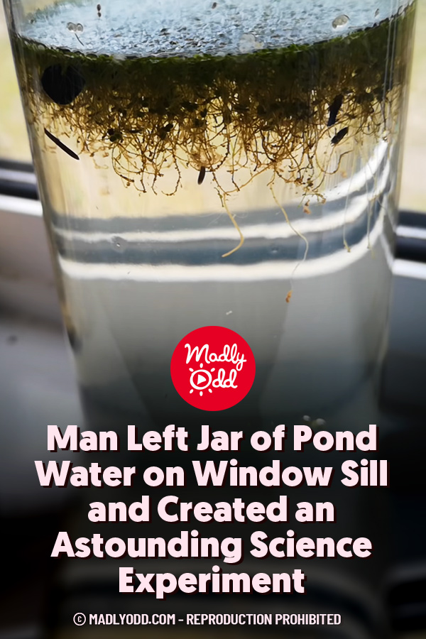 Man Left Jar of Pond Water on Window Sill and Created an Astounding Science Experiment
