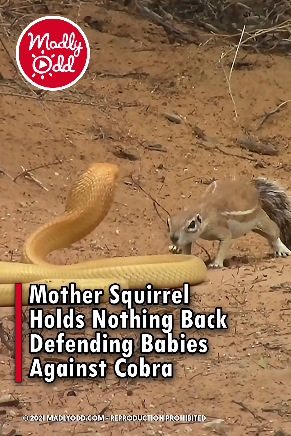 Mother Squirrel Holds Nothing Back Defending Babies Against Cobra