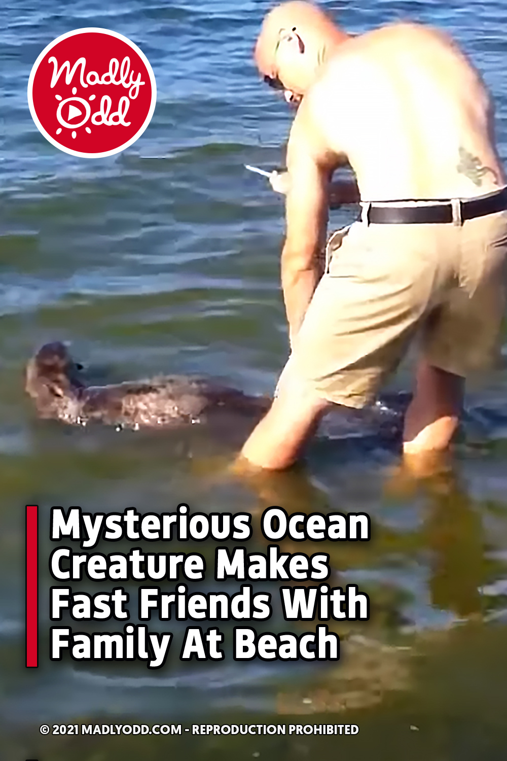 Mysterious Ocean Creature Makes Fast Friends With Family At Beach