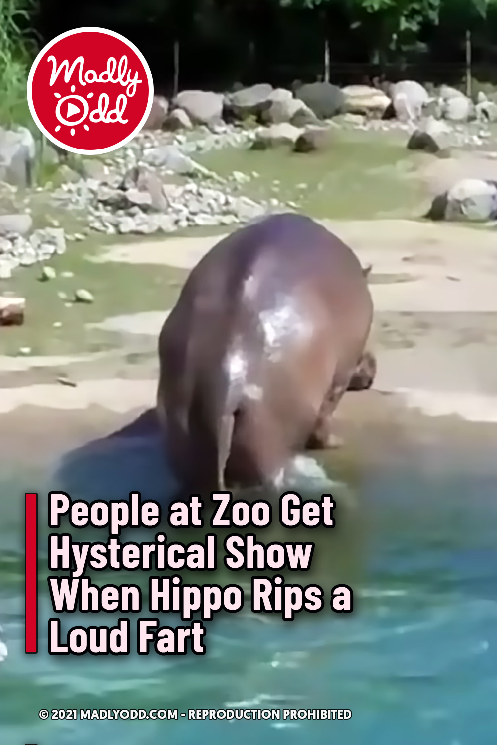 People at Zoo Get Hysterical Show When Hippo Rips a Loud Fart