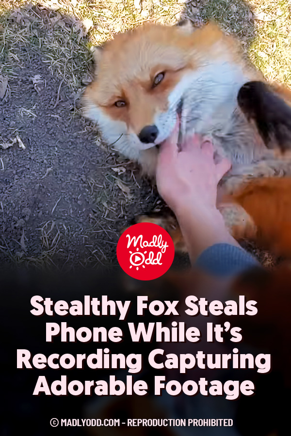 Stealthy Fox Steals Phone While It\'s Recording Capturing Adorable Footage