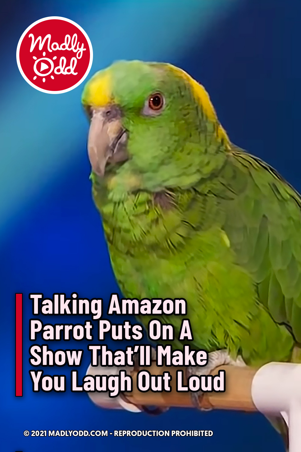 Talking Amazon Parrot Puts On A Show That’ll Make You Laugh Out Loud