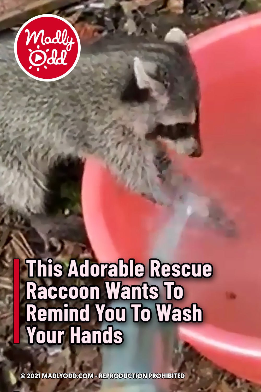 This Adorable Rescue Raccoon Wants To Remind You To Wash Your Hands