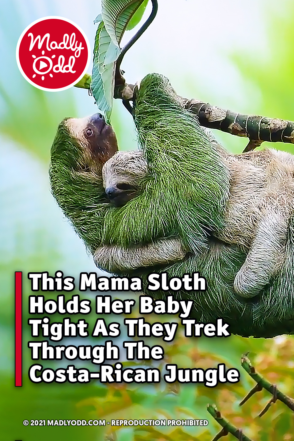 This Mama Sloth Holds Her Baby Tight As They Trek Through The Costa-Rican Jungle
