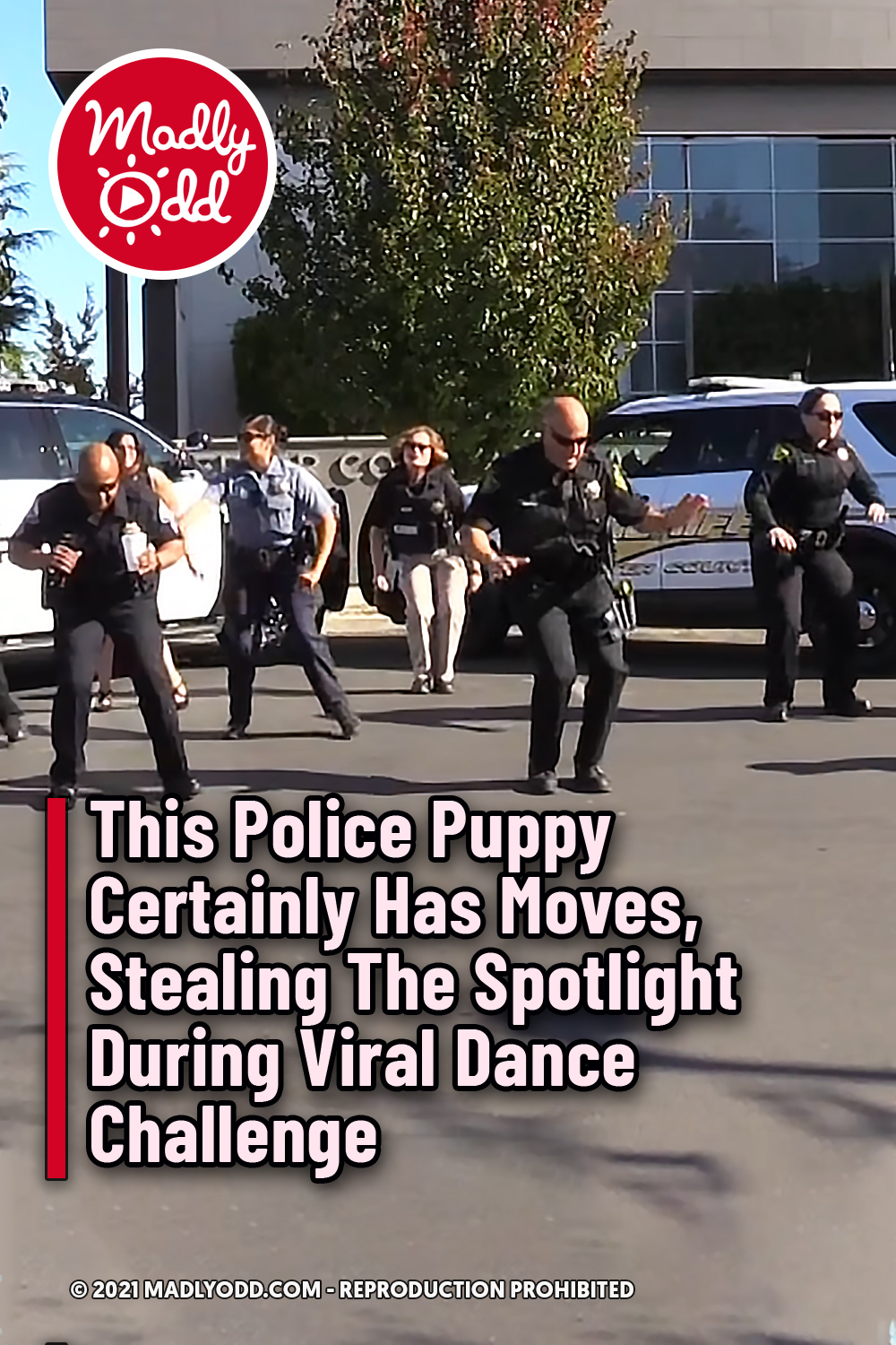 This Police Puppy Certainly Has Moves, Stealing The Spotlight During Viral Dance Challenge