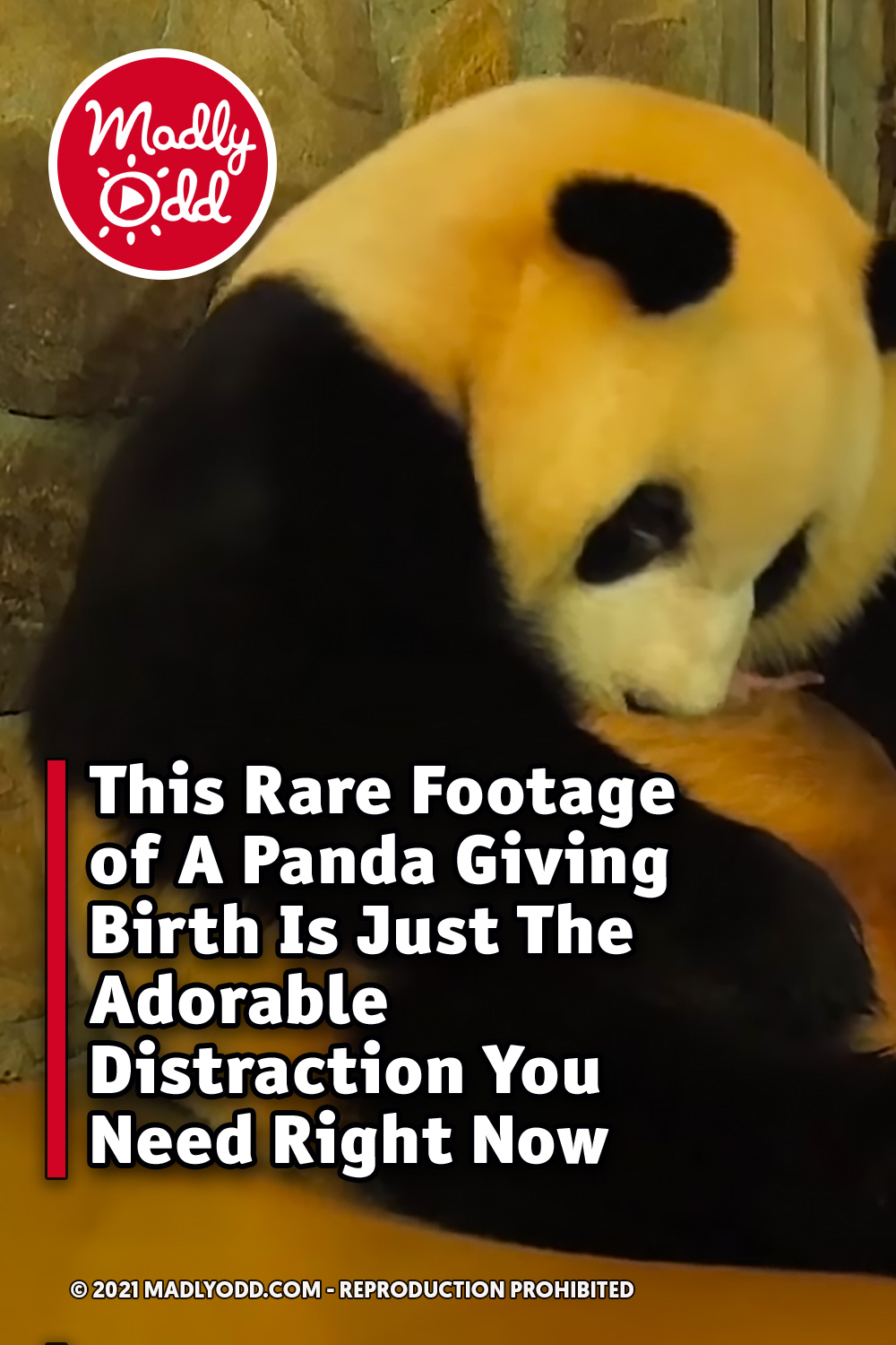 This Rare Footage of A Panda Giving Birth Is Just The Adorable Distraction You Need Right Now