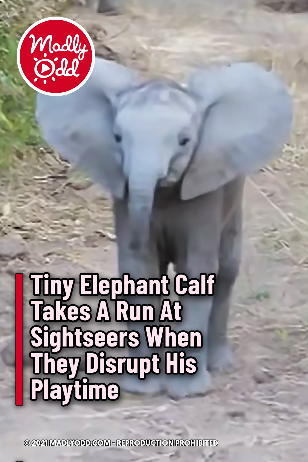 Tiny Elephant Calf Takes A Run At Sightseers When They Disrupt His Playtime