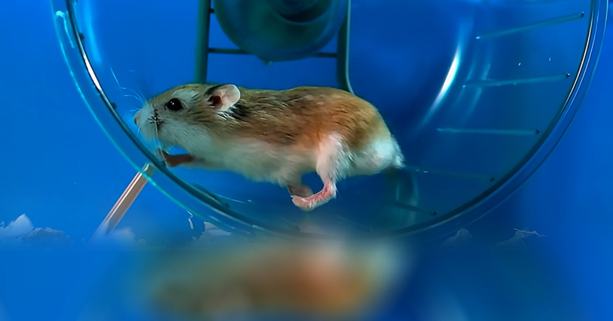 Pinterest Hidden Image