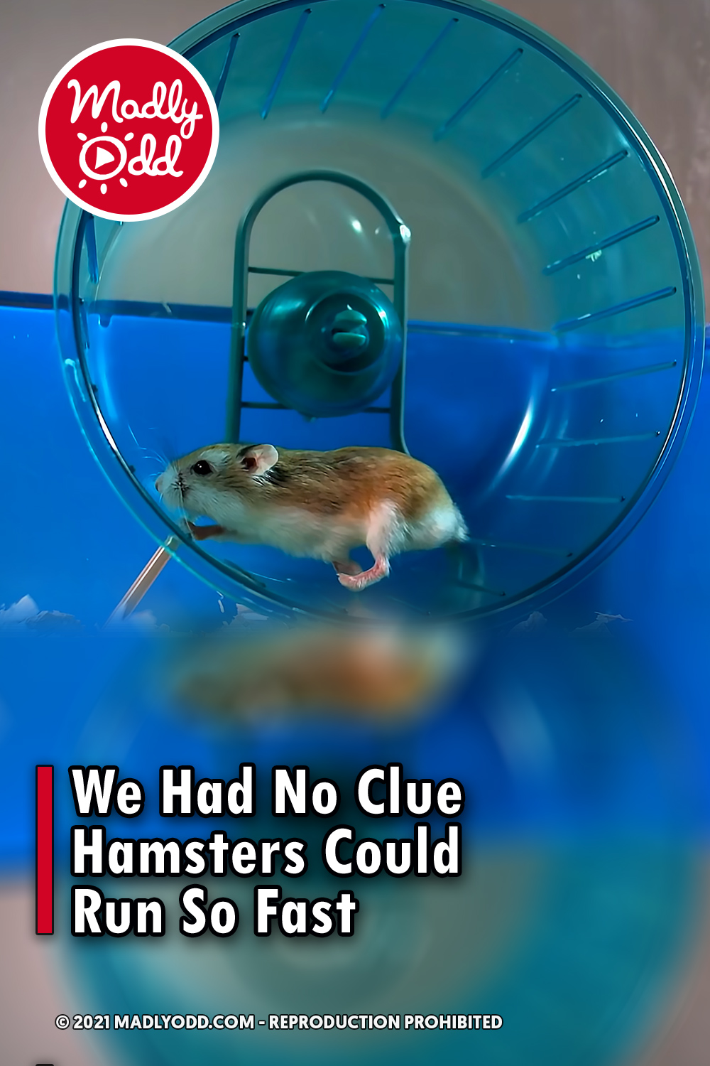 We Had No Clue Hamsters Could Run So Fast