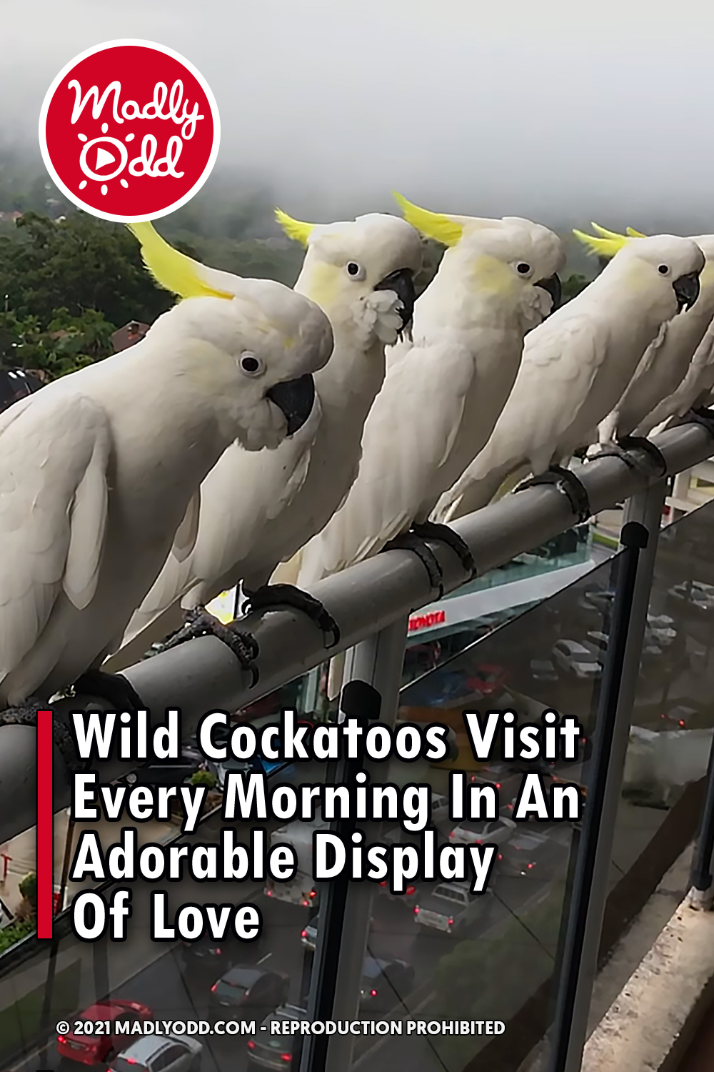 Wild Cockatoos Visit Every Morning In An Adorable Display Of Love