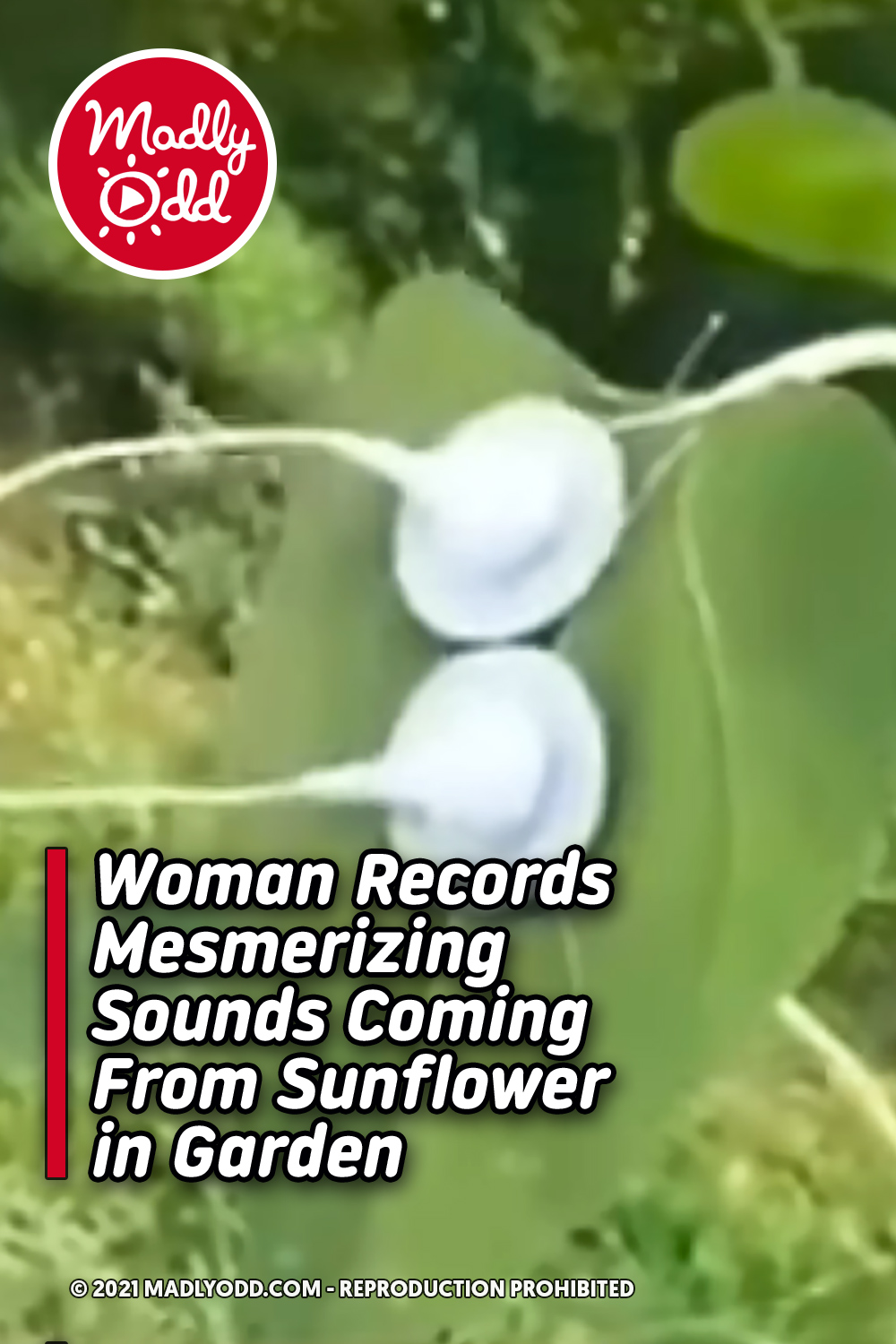 Woman Records Mesmerizing Sounds Coming From Sunflower in Garden