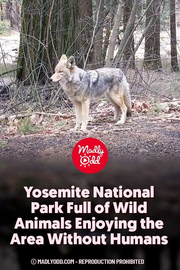 Yosemite National Park Full of Wild Animals Enjoying the Area Without Humans