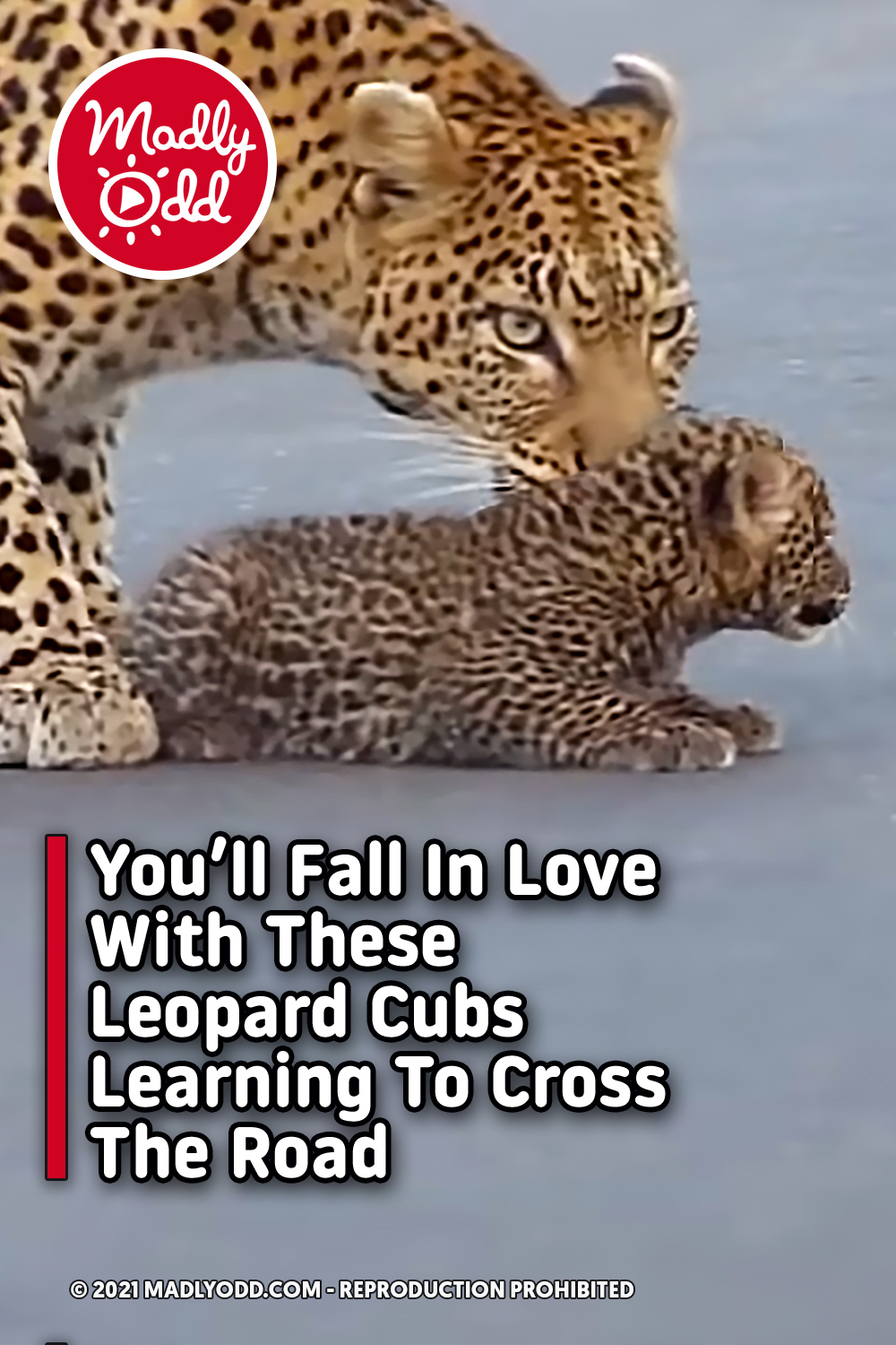 You\'ll Fall In Love With These Leopard Cubs Learning To Cross The Road