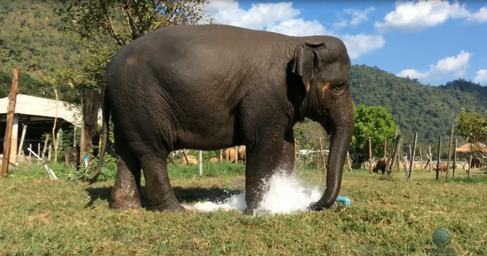Og1 Adorable Elephant Enjoys Refreshing Fountain After Breaking Sprinklers