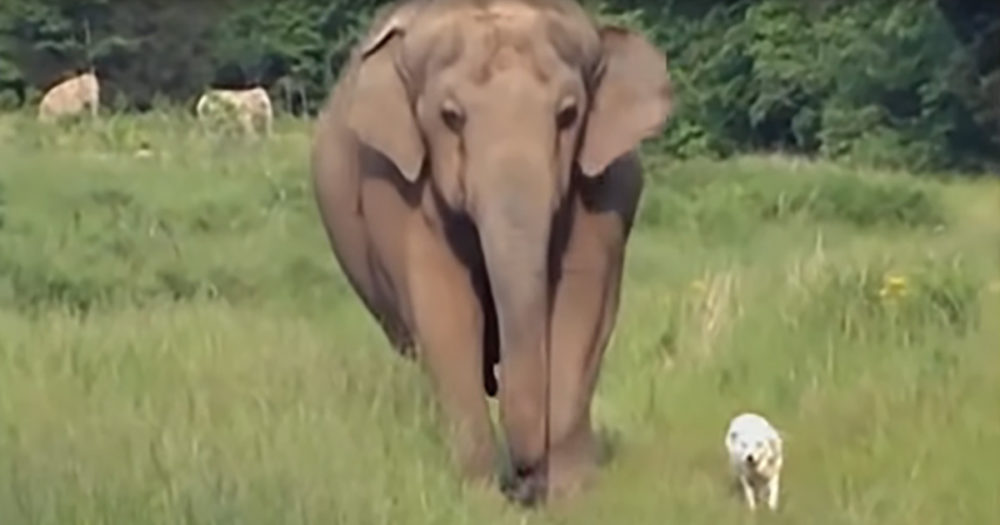 Og1 Adorable Elephant Walks Every Day To Check On Wounded Dog Friend