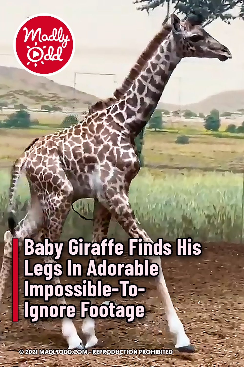 Baby Giraffe Finds His Legs In Adorable Impossible-To-Ignore Footage