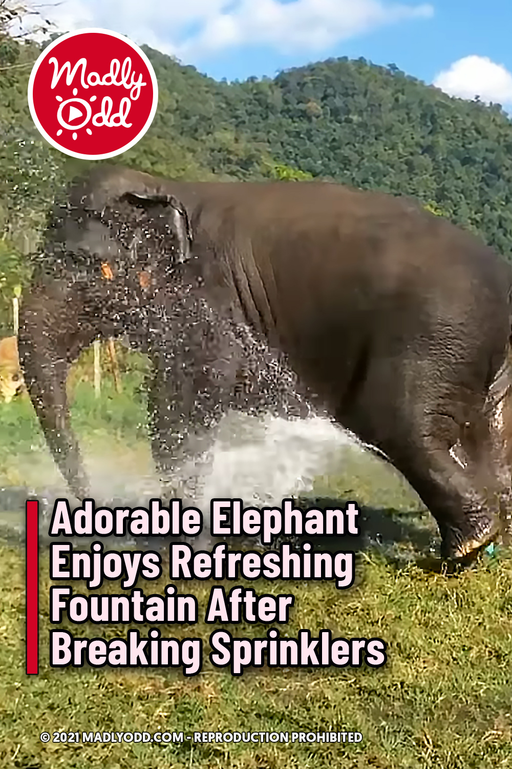 Adorable Elephant Enjoys Refreshing Fountain After Breaking Sprinklers