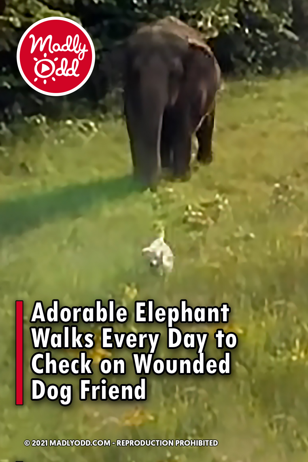 Adorable Elephant Walks Every Day to Check on Wounded Dog Friend