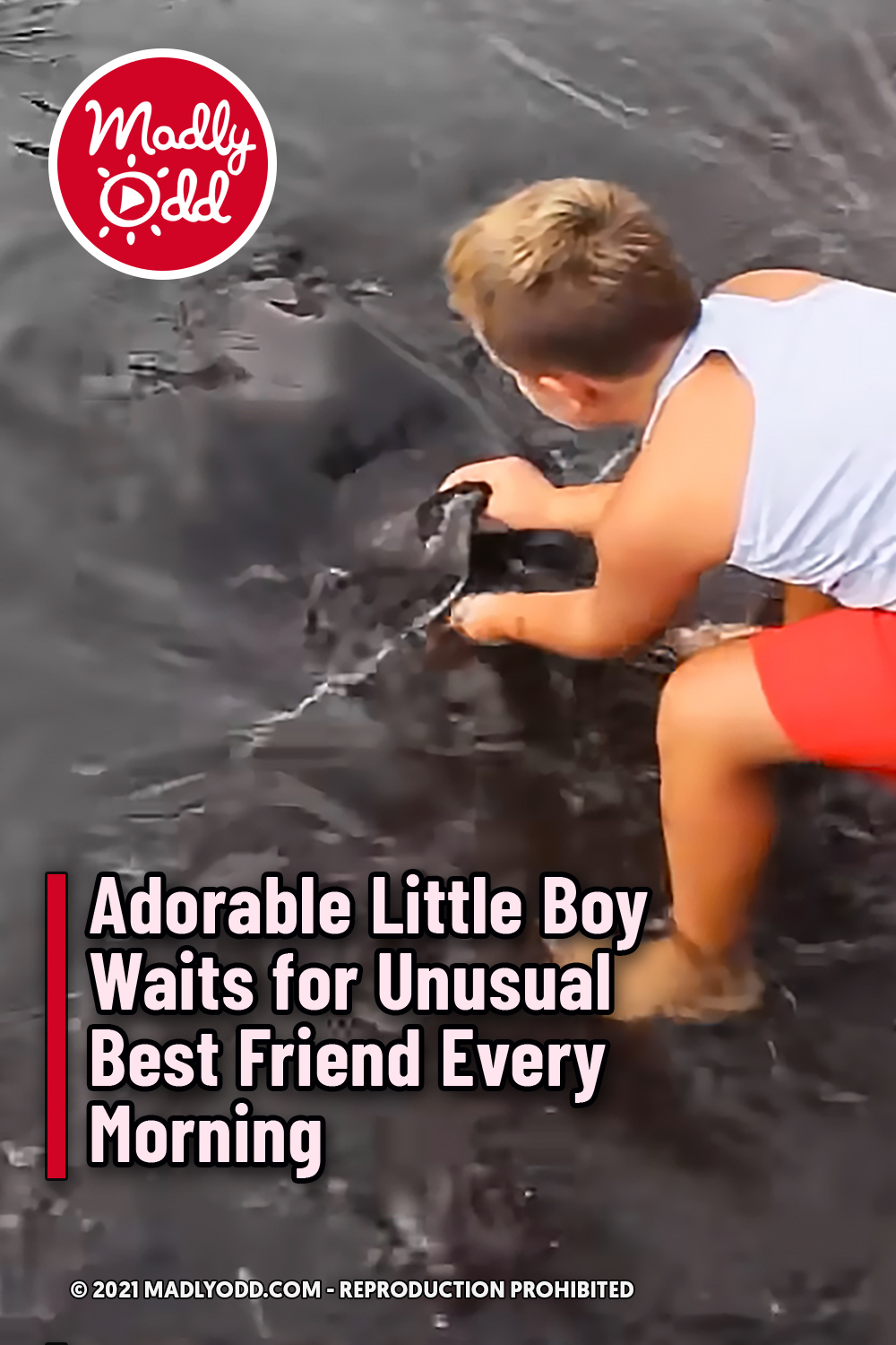 Adorable Little Boy Waits for Unusual Best Friend Every Morning