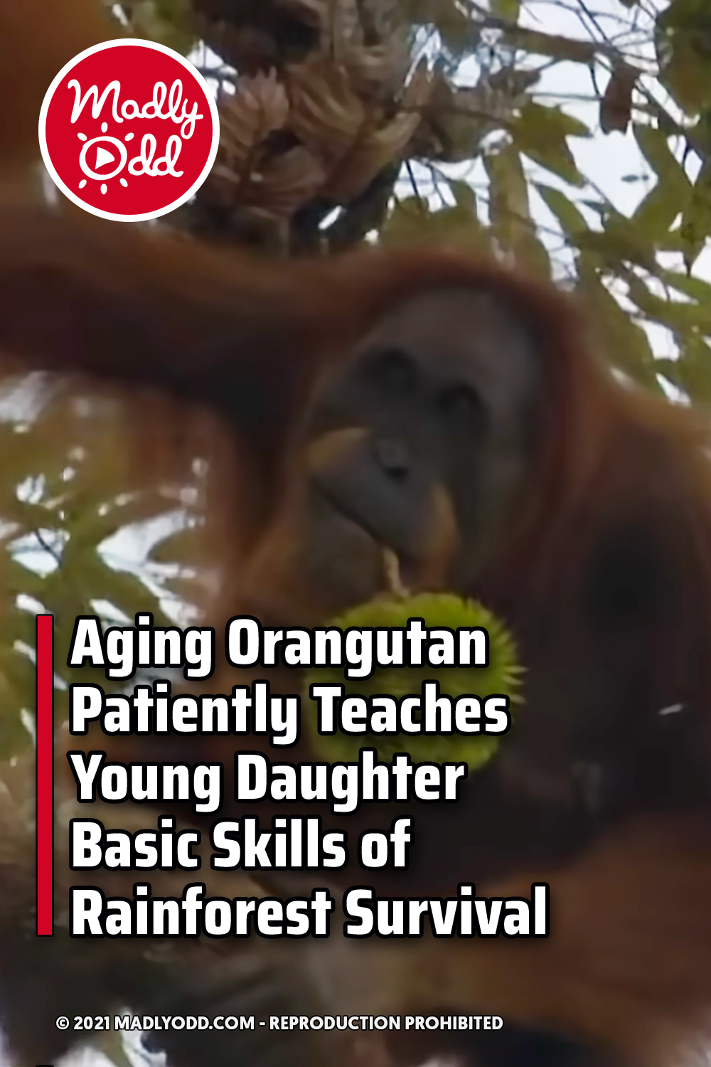 Aging Orangutan Patiently Teaches Young Daughter Basic Skills of Rainforest Survival