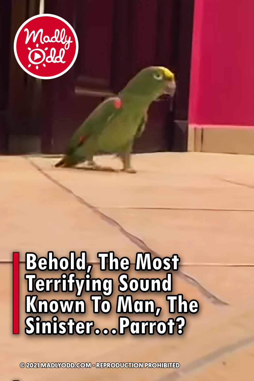 Behold, The Most Terrifying Sound Known To Man, The Sinister...Parrot?