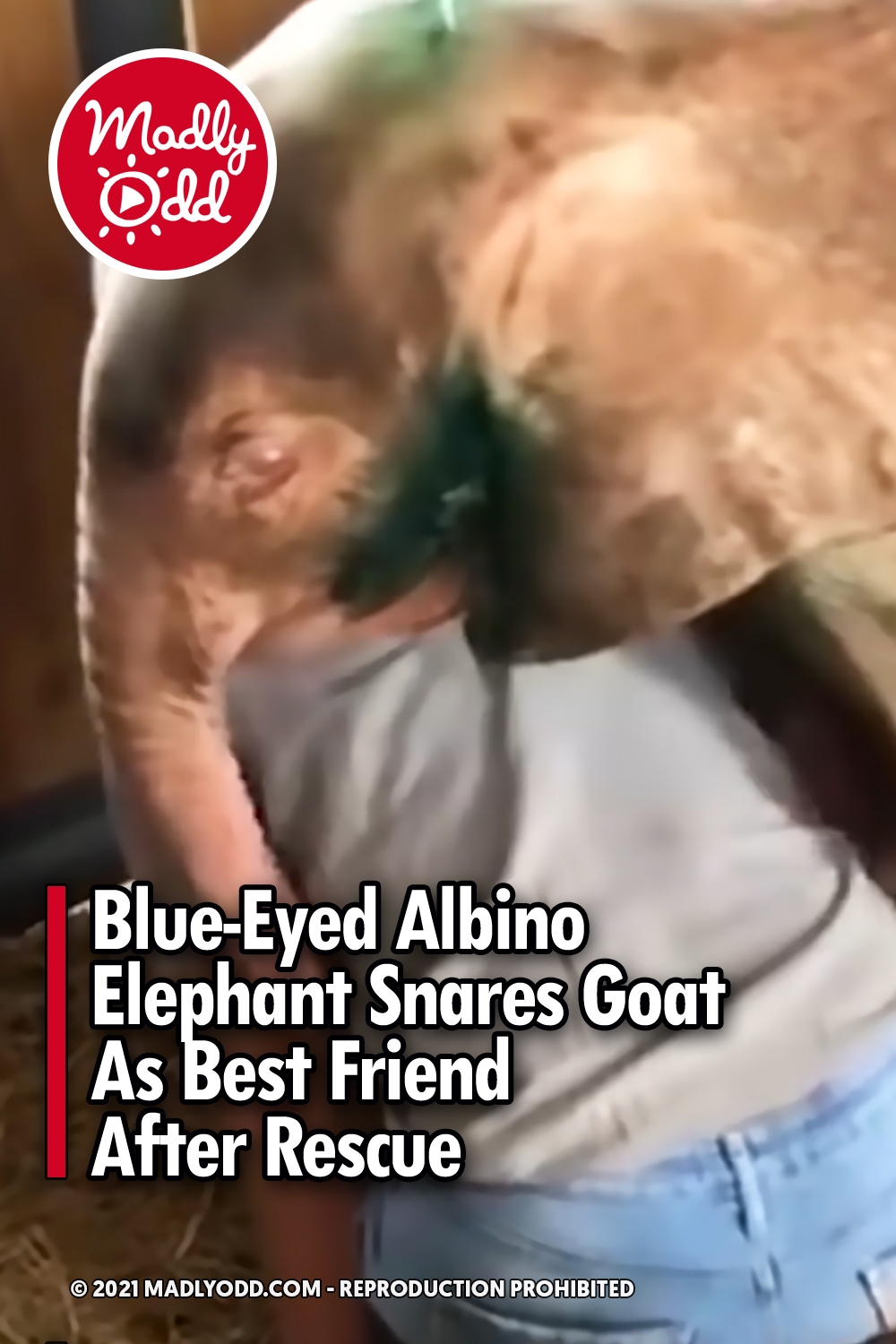 Blue-Eyed Albino Elephant Snares Goat As Best Friend After Rescue