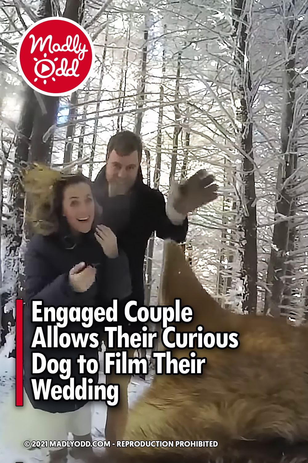 Engaged Couple Allows Their Curious Dog to Film Their Wedding