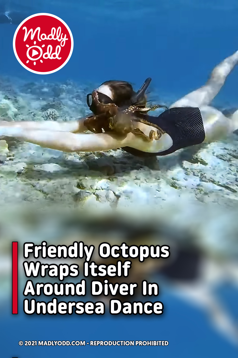 Friendly Octopus Wraps Itself Around Diver In Undersea Dance