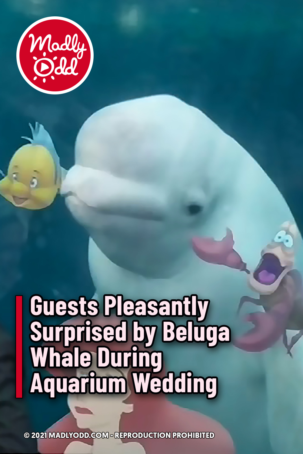 Guests Pleasantly Surprised by Beluga Whale During Aquarium Wedding