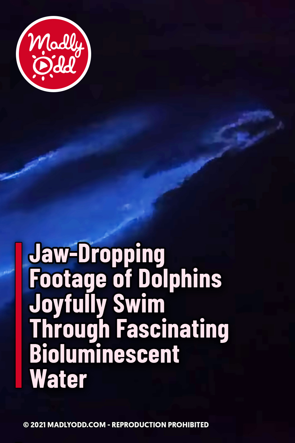 Jaw-Dropping Footage of Dolphins Joyfully Swim Through Fascinating Bioluminescent Water