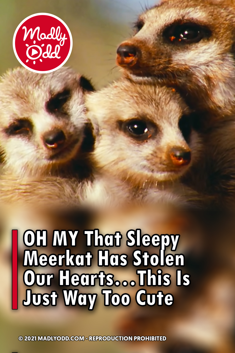 OH MY That Sleepy Meerkat Has Stolen Our Hearts...This Is Just Way Too Cute