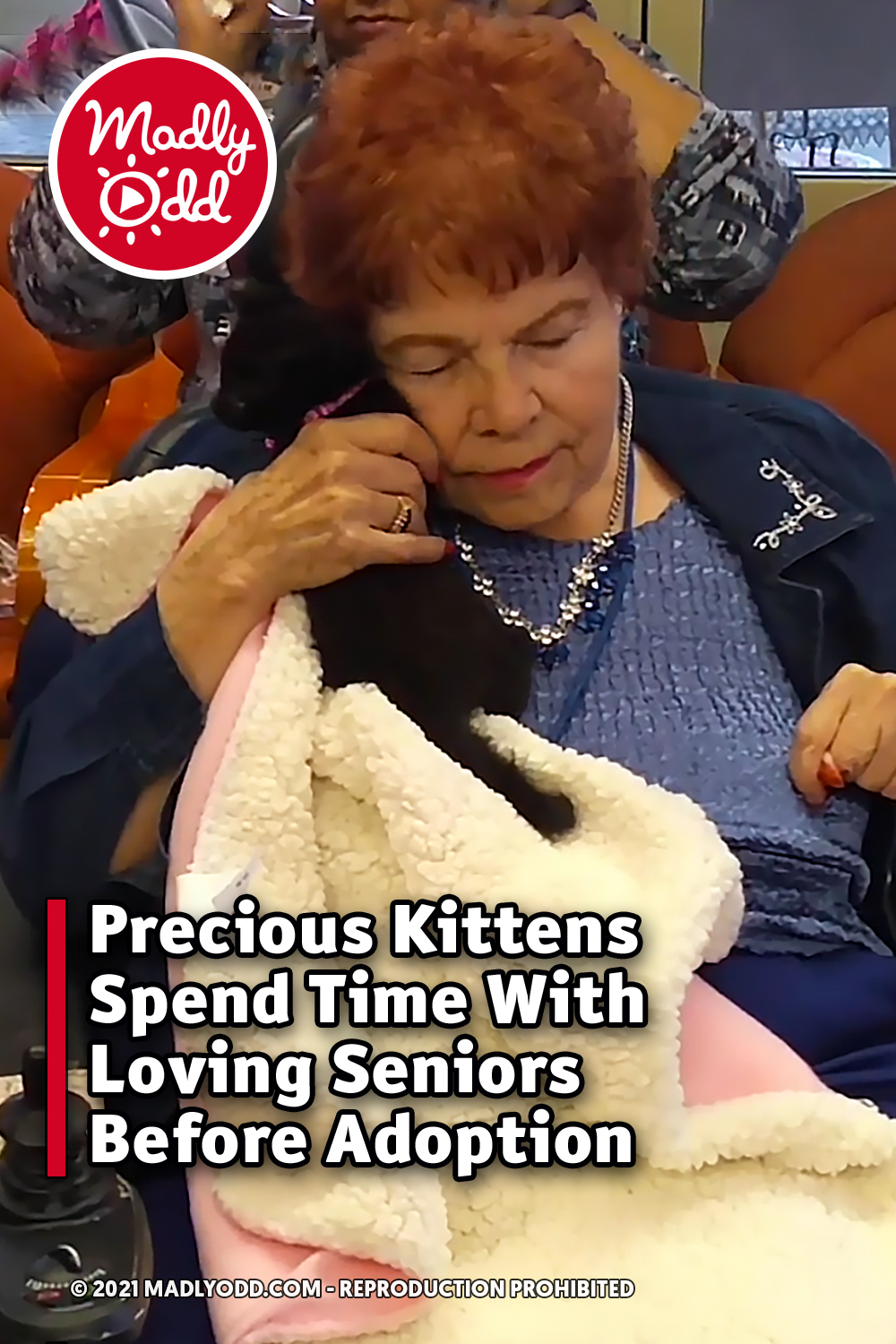 Precious Kittens Spend Time With Loving Seniors Before Adoption
