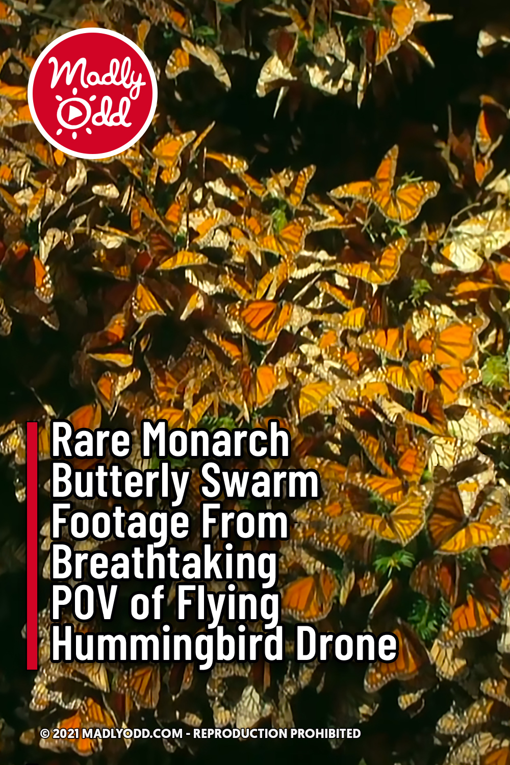 Rare Monarch Butterfly Swarm Footage From Breathtaking POV of Flying Hummingbird Drone