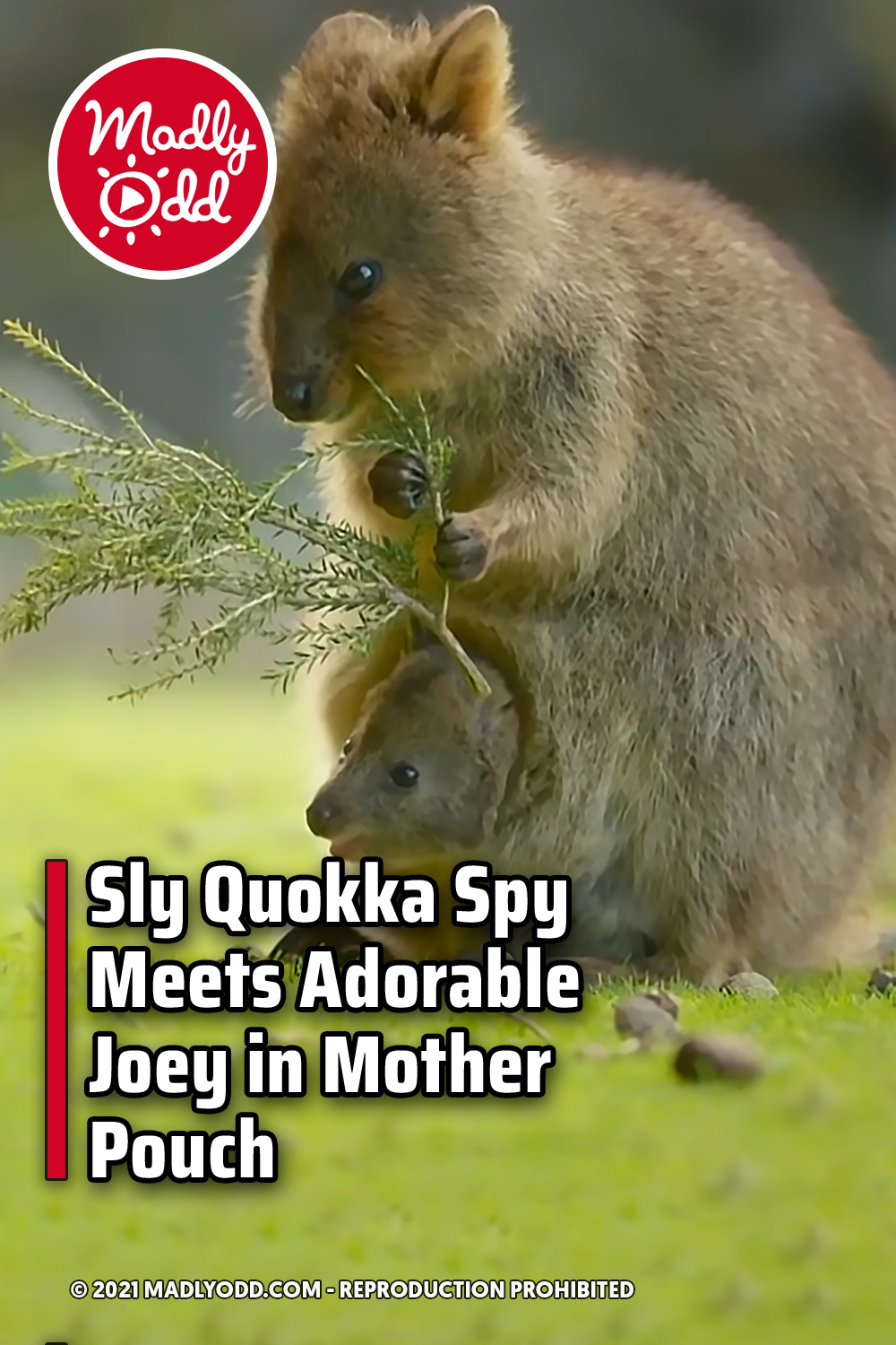 Sly Quokka Spy Meets Adorable Joey in Mother Pouch