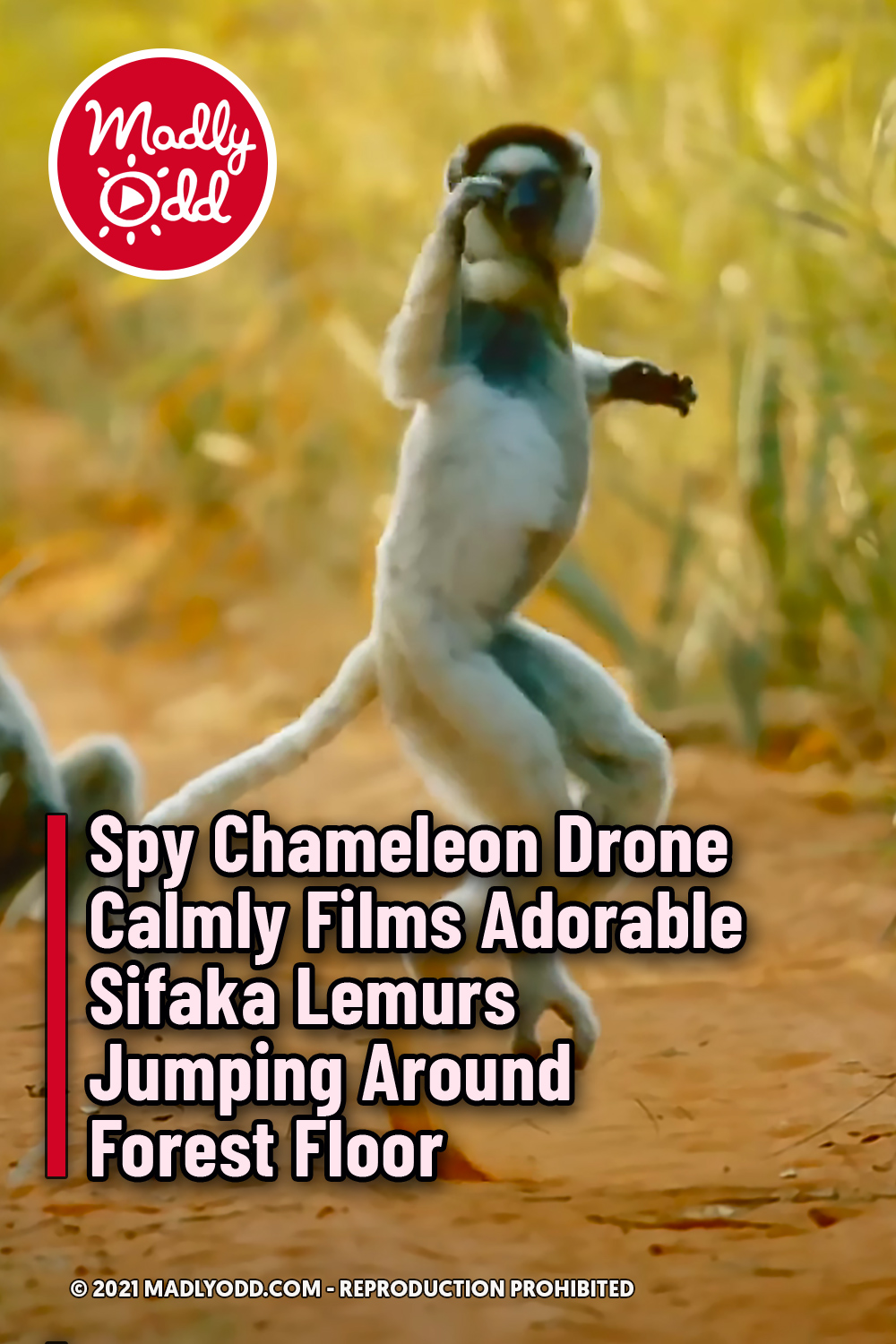 Spy Chameleon Drone Calmly Films Adorable Sifaka Lemurs Jumping Around Forest Floor