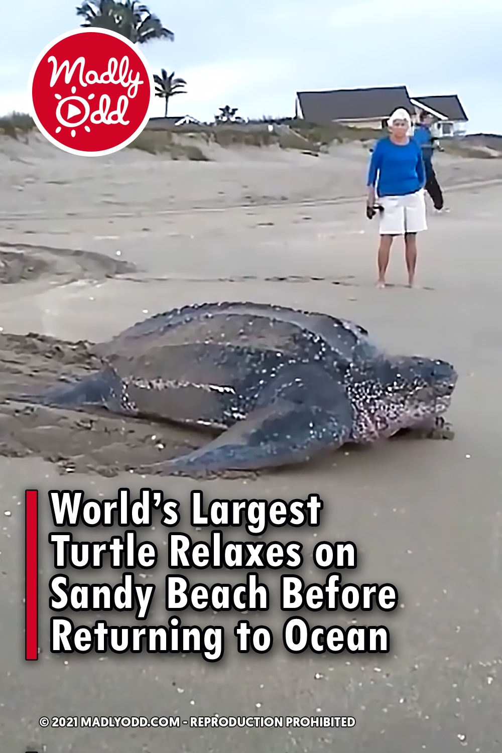 World’s Largest Turtle Relaxes on Sandy Beach Before Returning to Ocean