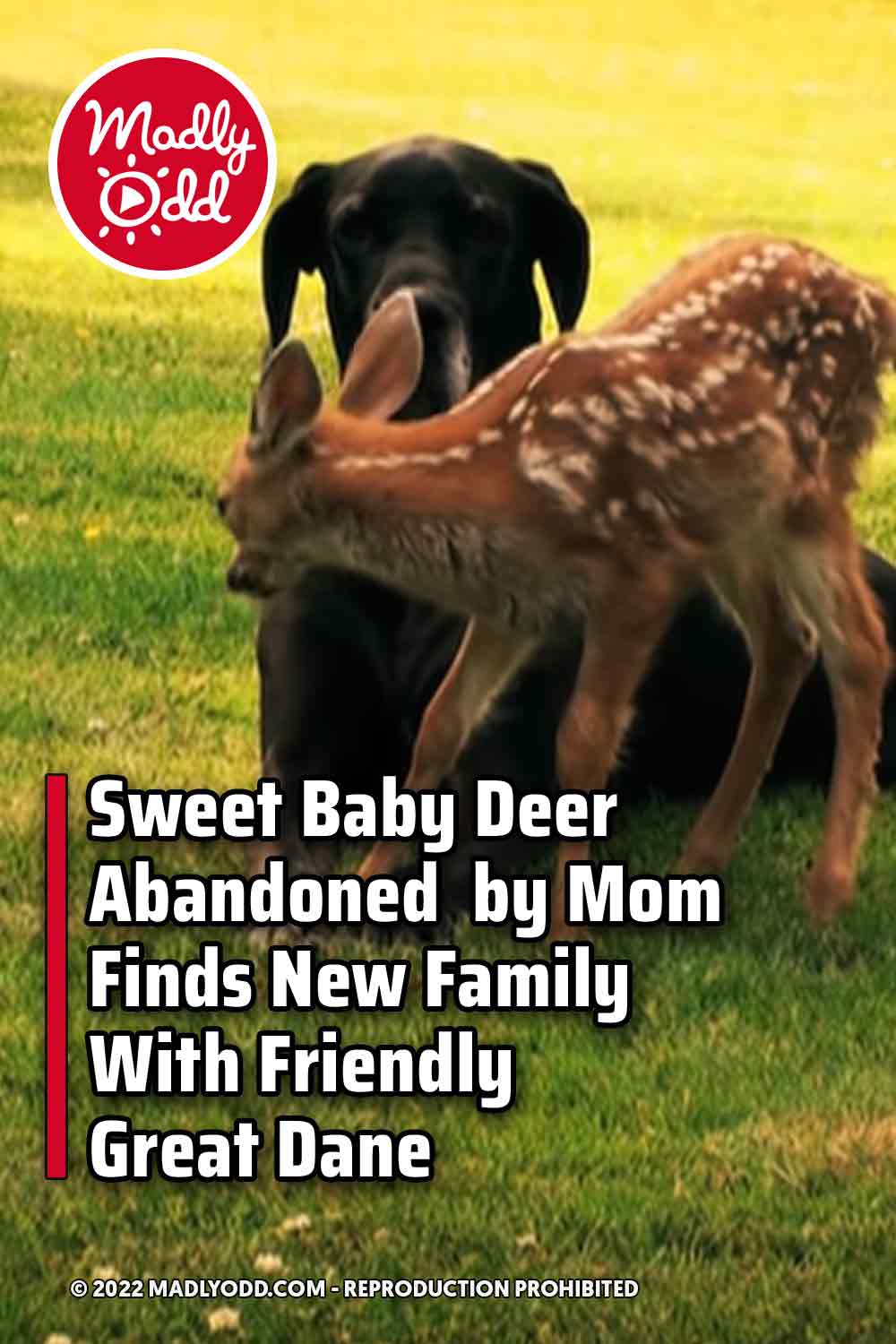 Sweet Baby Deer Abandoned  by Mom Finds New Family With Friendly Great Dane