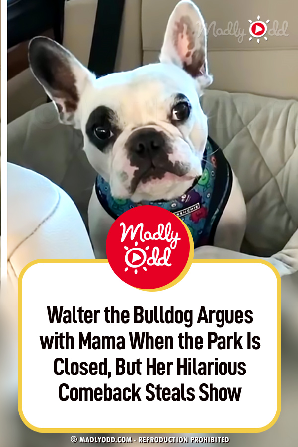 Walter the Bulldog Argues with Mama When the Park Is Closed, But Her Hilarious Comeback Steals Show