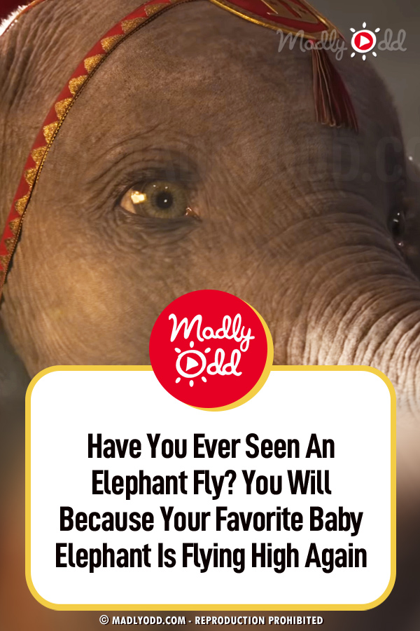 Have You Ever Seen An Elephant Fly? You Will Because Your Favorite Baby Elephant Is Flying High Again