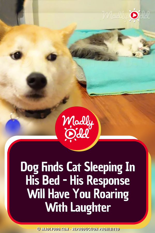 Dog Finds Cat Sleeping In His Bed - His Response Will Have You Roaring With Laughter