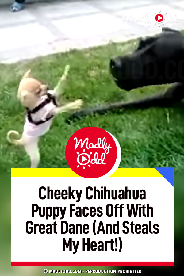 Cheeky Chihuahua Puppy Faces Off With Great Dane (And Steals My Heart!)