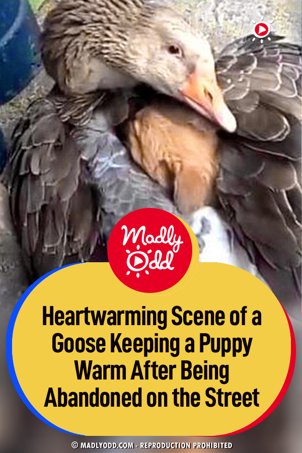 Heartwarming Scene of a Goose Keeping a Puppy Warm After Being Abandoned on the Street