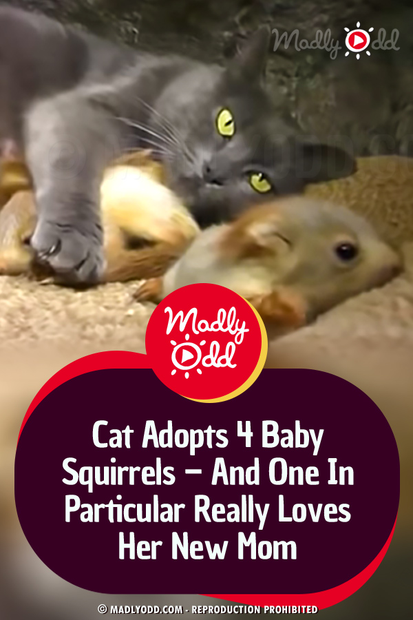 Cat Adopts 4 Baby Squirrels – And One In Particular Really Loves Her New Mom