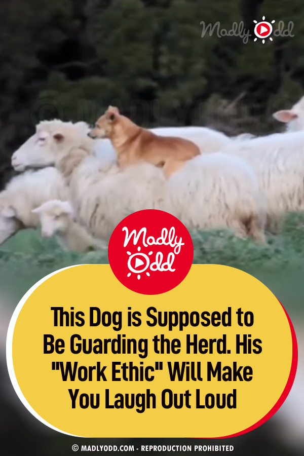 This Dog is Supposed to Be Guarding the Herd. His \'\'Work Ethic\'\' Will Make You Laugh Out Loud