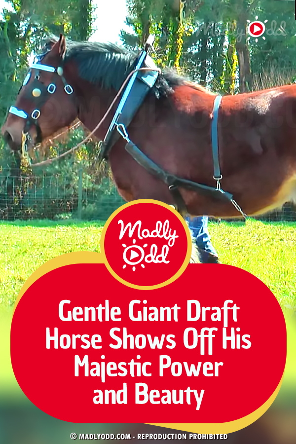 Gentle Giant Draft Horse Shows Off His Majestic Power and Beauty