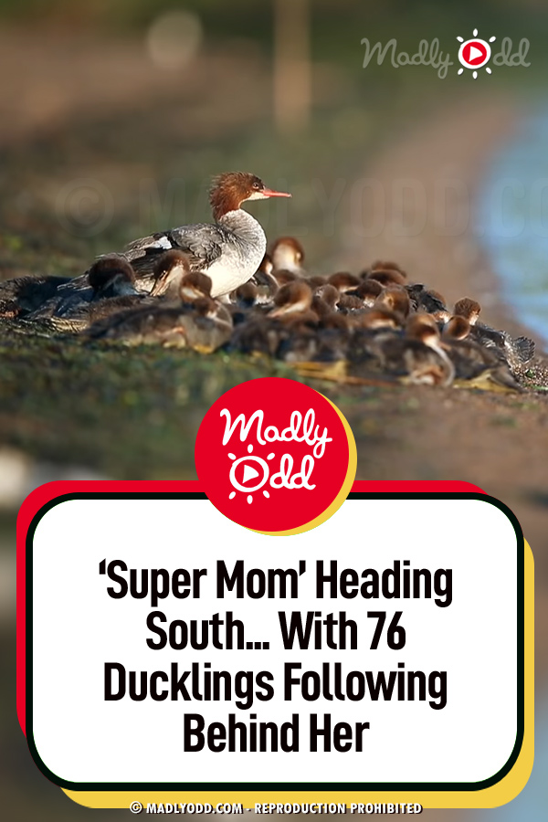 ‘Super Mom’ Heading South... With 76 Ducklings Following Behind Her