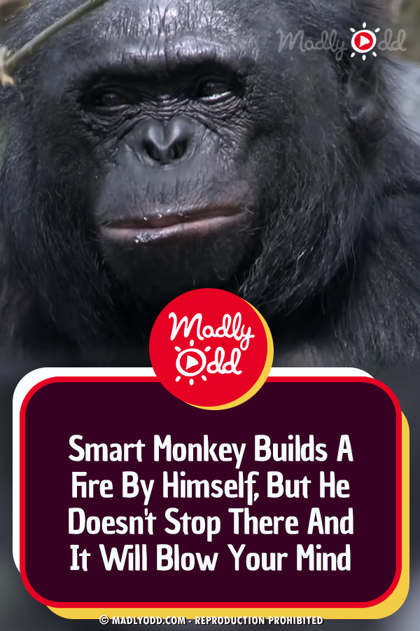 Smart Monkey Builds A Fire By Himself, But He Doesn\'t Stop There And It Will Blow Your Mind