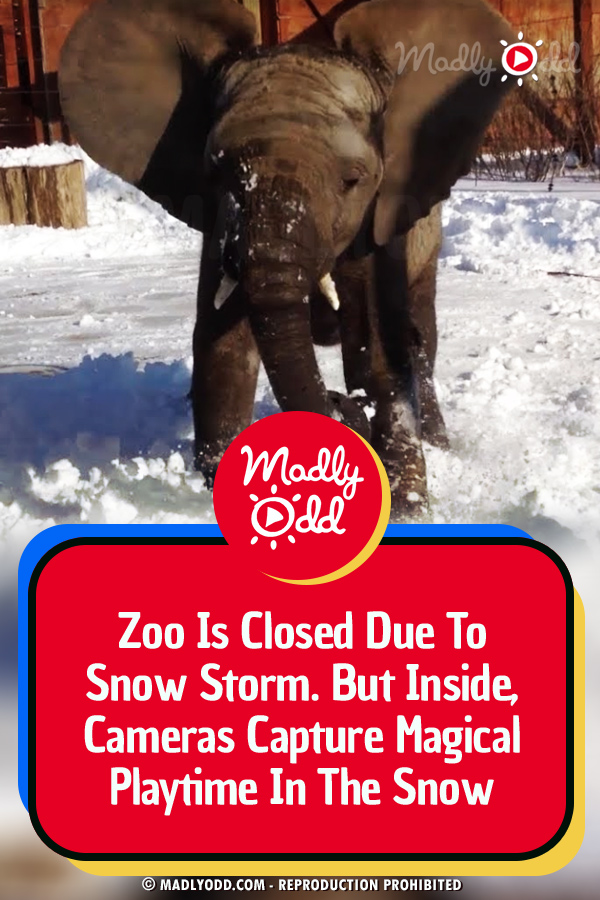 Zoo Is Closed Due To Snow Storm. But Inside, Cameras Capture Magical Playtime In The Snow
